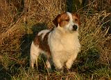 JACK RUSSEL 375